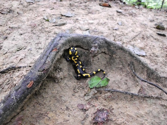 Salamander im Cozia-Park